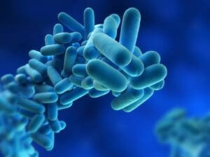 Magnified view of blue rod-shaped bacteria clustered together.